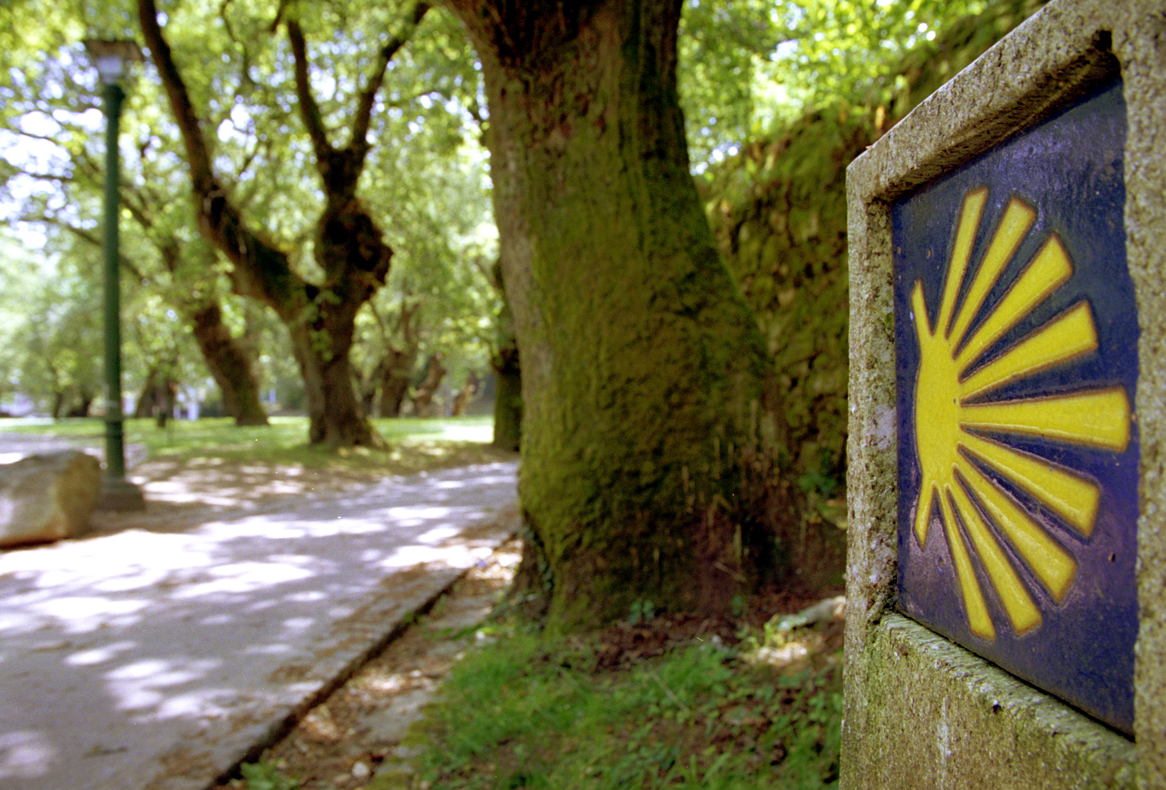 Carballeira de San Lourenzo 7