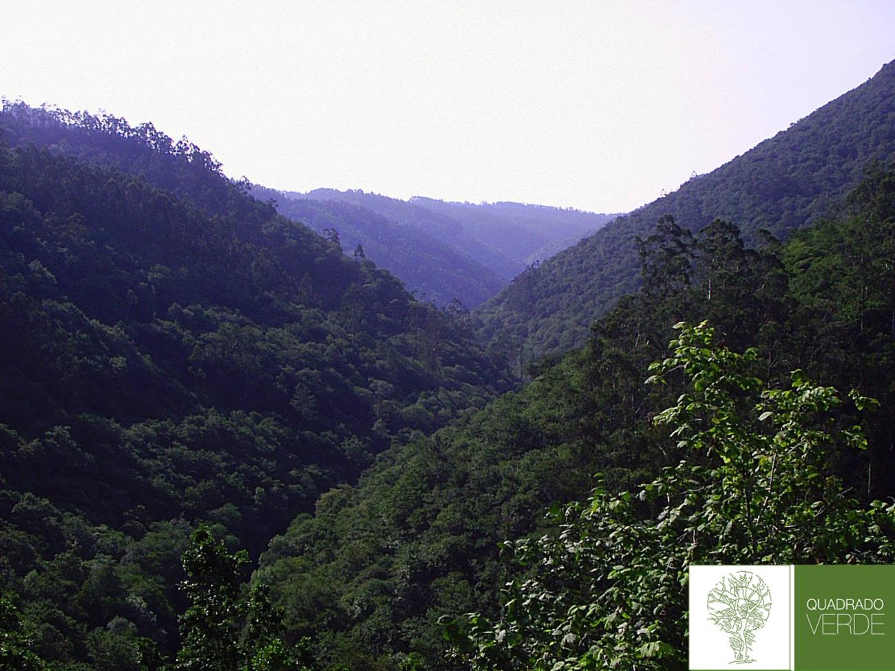 Conservación de los bosques