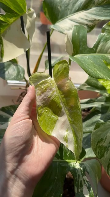 13329650 360 640 30fps